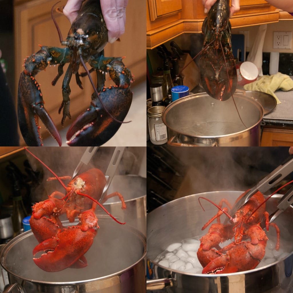 lobster collage 2