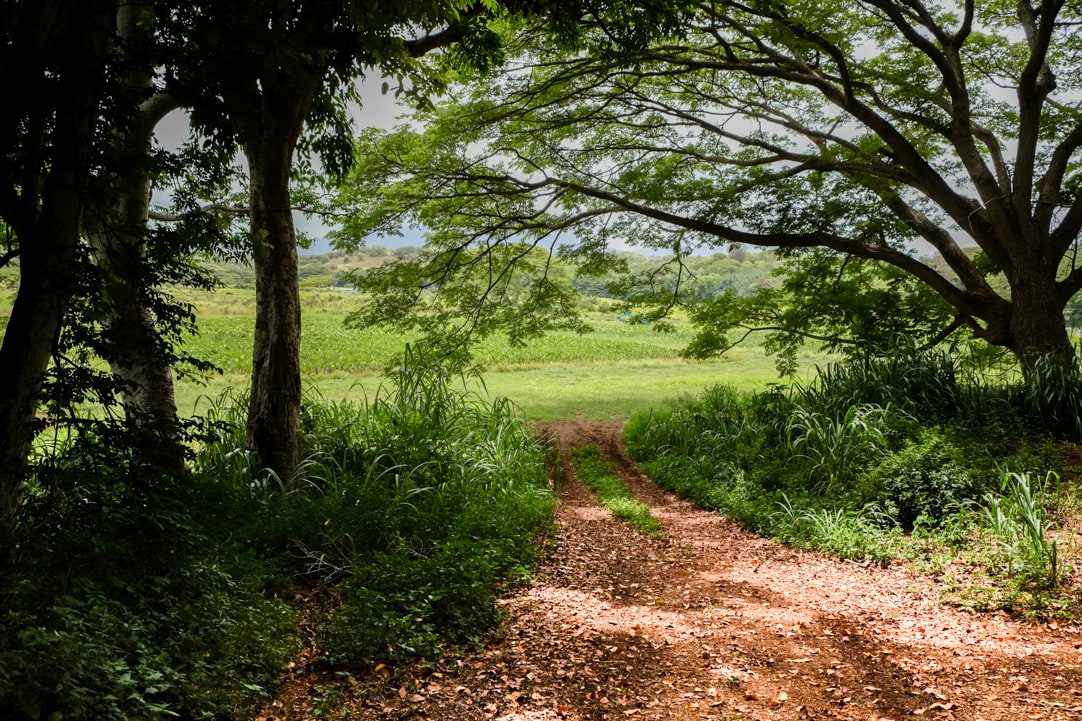 Tasting Kauai Part One - Kealia Farm Tour www.pineappleandcoconut.com #ad #tastingkauai