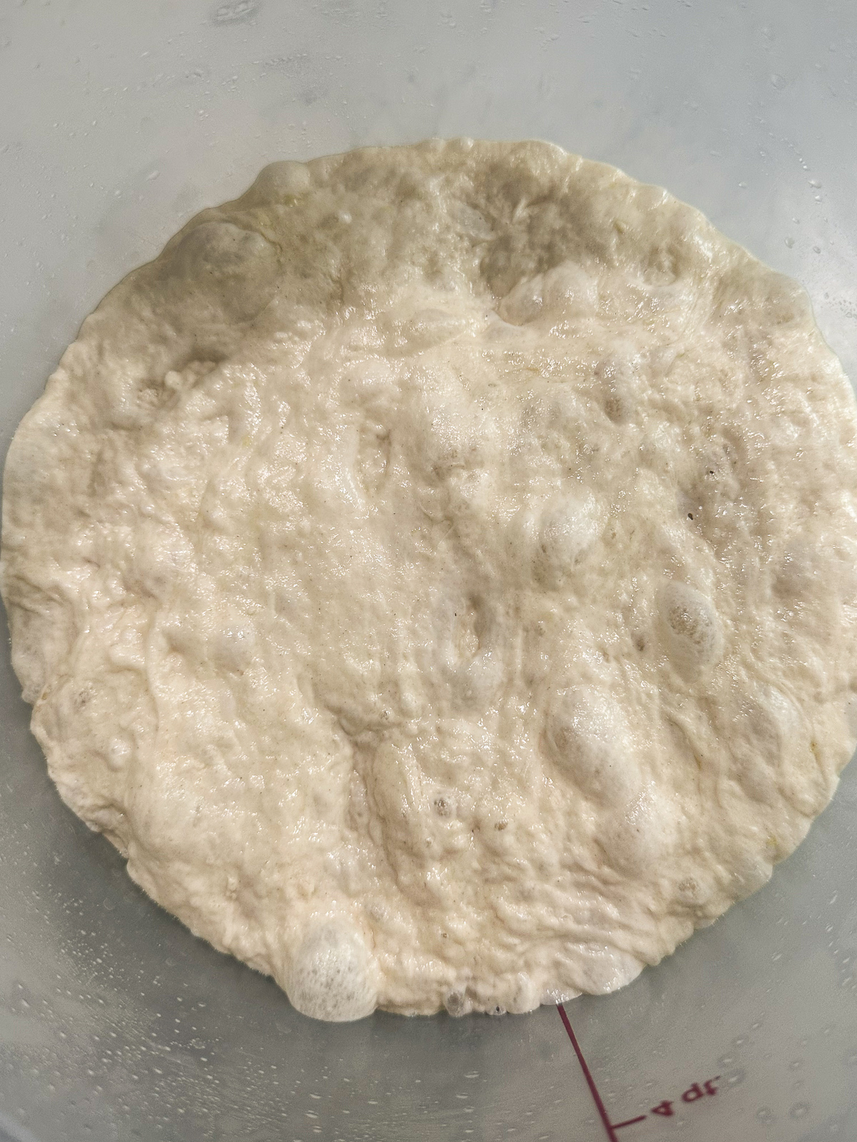 24 hour fermented pizza dough in bucket